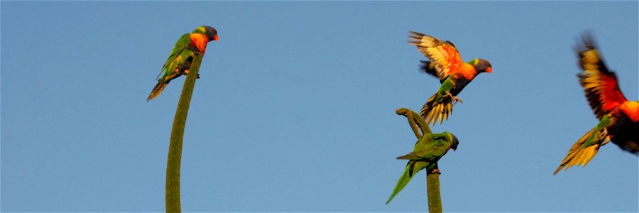 Landscape crop of photograph showing four Trichoglossus moluccanus, introduced Rainbow Lorikeets, eating and leaving a flowering Xanthorrhoea in Western Australia photo