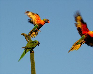 Detail of photograph showing three Trichoglossus moluccanus, introduced Rainbow Lorikeets, eating and leaving a flowering Xanthorrhoea in Western Australia