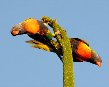 Detail of photograph showing two Trichoglossus moluccanus, introduced Rainbow Lorikeets, eating and hanging from a flowering Xanthorrhoea in Western Australia. The underside is displayed photo
