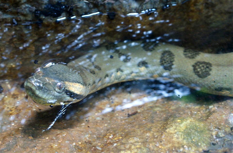 Green Anaconda (Eunectes murinus)