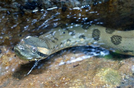 Green Anaconda (Eunectes murinus) photo