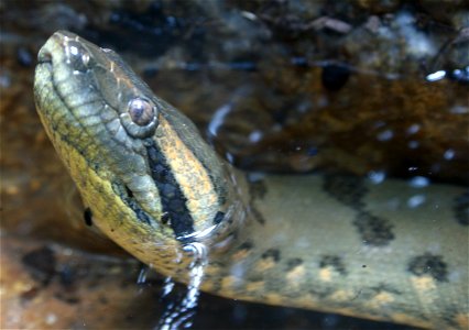 Green Anaconda (Eunectes murinus)