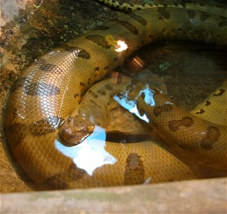 Green Anaconda - Eunectes murinus photo