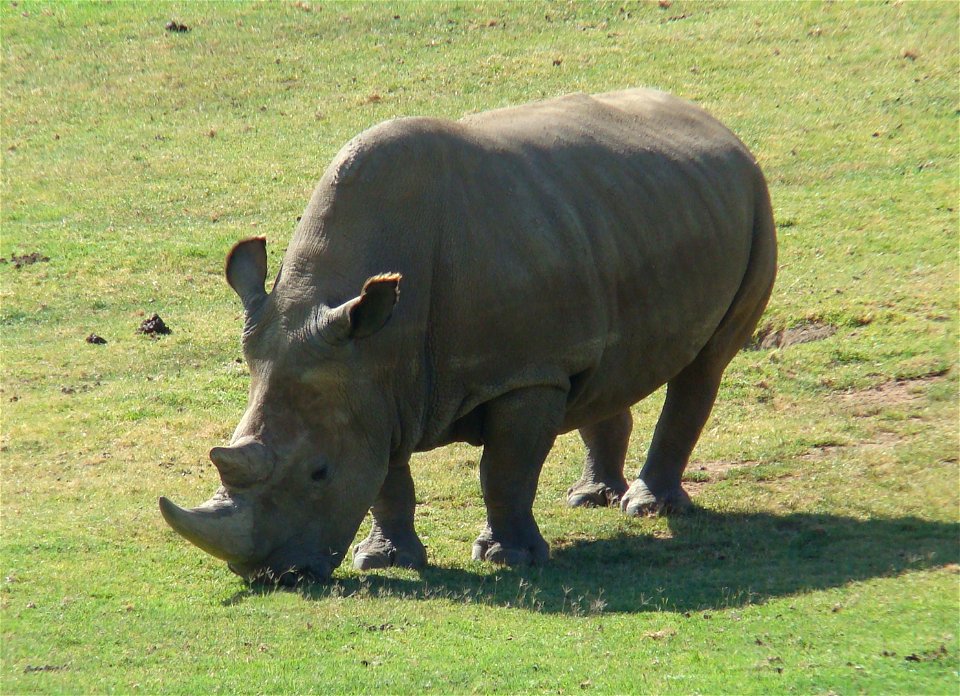 Angalifu, male Northern White Rhinoceros at San Diego Wild Animal Park. Angalifu died from old age on December 14, 2014.