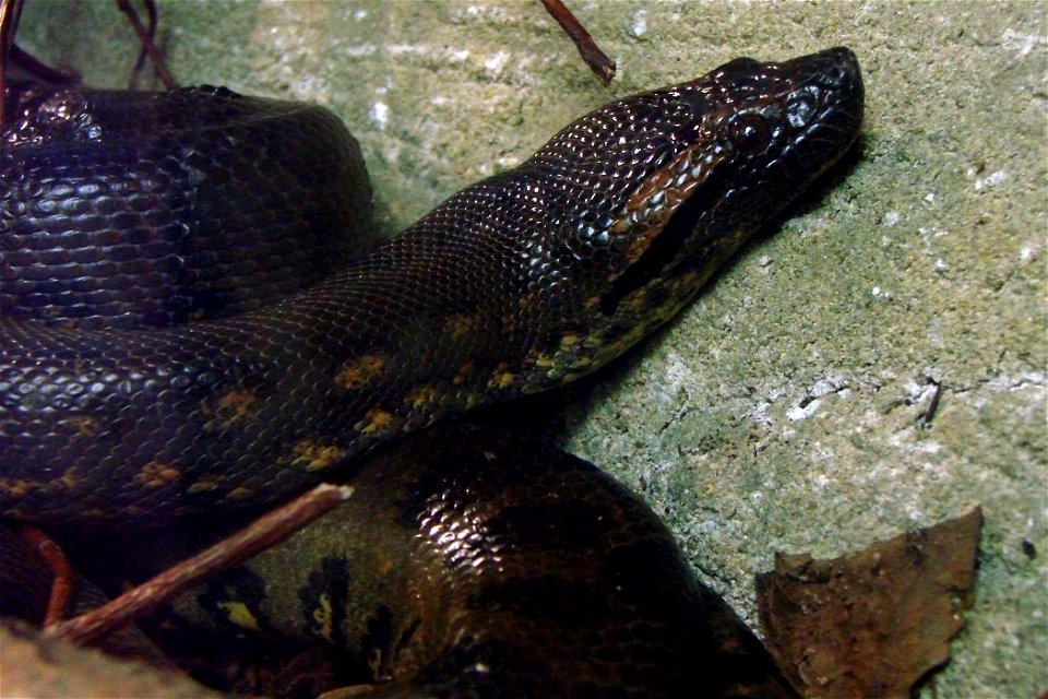 Green anaconda (Eunectes murinus). ZooParc de Beauval,Loir-et-Cher,France.