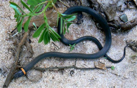Southern Ringneck Snake (Diadophis punctatus punctatus), Gadsden Co.' Florida USA photo