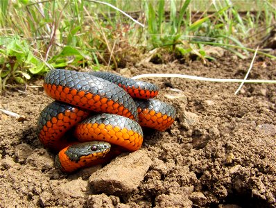 An Oregon Ringneck Snake seen in the Roseburg District. Photo by Steve Clark/BLM Oregon photo