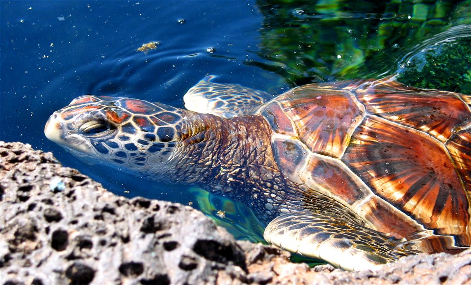 Hawaiian Green Sea Turtle