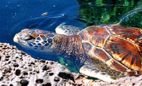 Hawaiian Green Sea Turtle photo