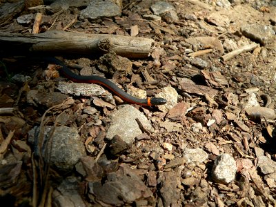 A colorful ringneck snake near Meral's Pool, on the Tuolumne River.  Located on the Groveland Ranger District of the Stanislaus National Forest.  Photo by Roy Bridgeman.