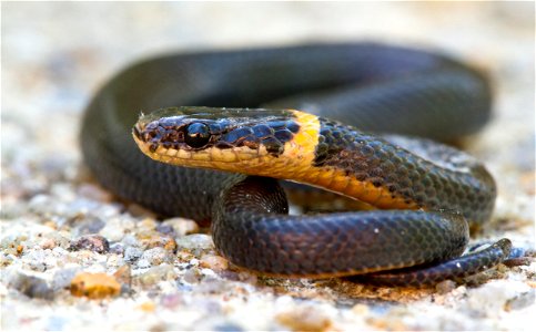 Ringneck Snake photo