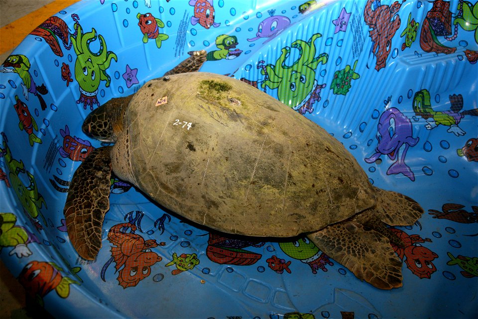 On Friday, this sea turtle (Chelonia mydas) affected by the cold temperatures in Florida was among those taken inside the Merritt Island Wildlife Refuge headquarters building at NASA's Kennedy Space C