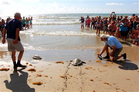 Members of the Animal Rehabilitation Keep escort endangered green sea turtles into the water as they are released off the coast of Port Aransas, Texas, Sept. 2, 2013. Coast Guard members teamed with v