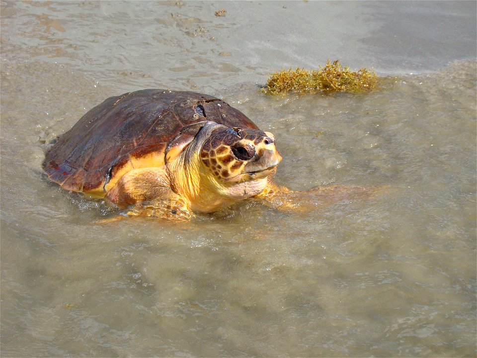 An endangered green sea turtle begins to swim after being released off the coast of Port Aransas, Texas, Sept. 2, 2013. Coast Guard members teamed with volunteers for the Animal Rehabilitation Keep to