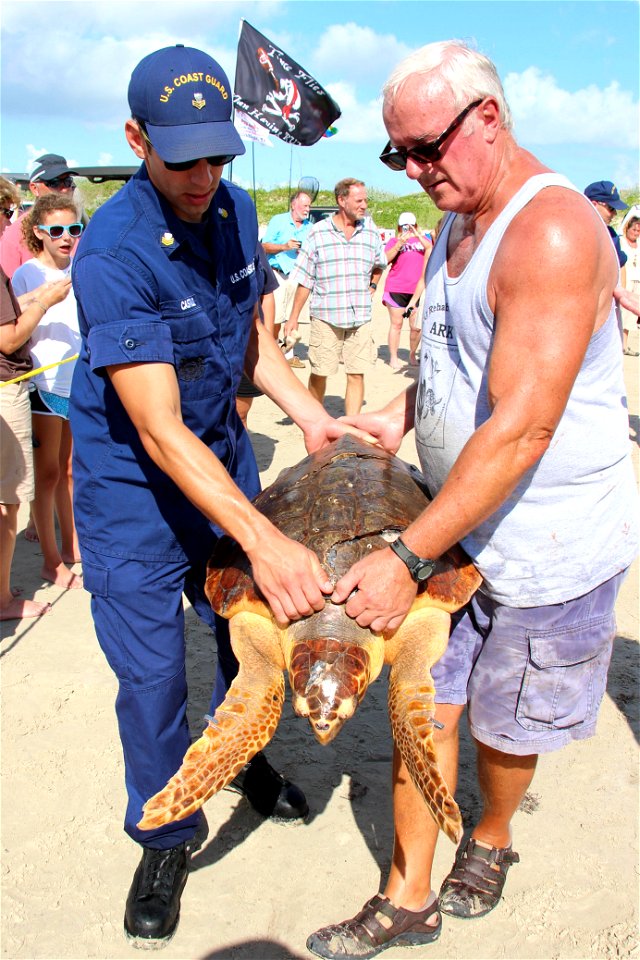 Petty Officer 1st Class Maximilliano Castillo of Coast Guard Station Aids to Navigation Corpus Christi carries an endangered green sea turtle to the shoreline in Port Aransas, Texas, Sept. 2, 2013. Co