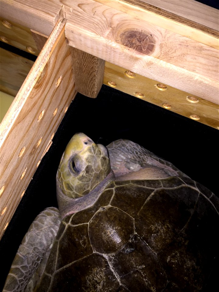 Photo by U.S. Fish and Wildlife Service
Two distressed sea turtles rescued on the coast after winter storms have taken an important next step in their journey to return to the ocean. On April 21, they