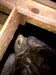 Photo by U.S. Fish and Wildlife Service
Two distressed sea turtles rescued on the coast after winter storms have taken an important next step in their journey to return to the ocean. On April 21, they