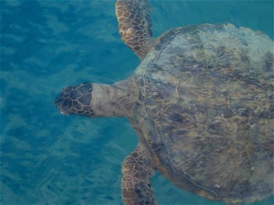 Image title: Green sea turtle underwater animal
Image from Public domain images website, http://www.public-domain-image.com/full-image/fauna-animals-public-domain-images-pictures/reptiles-and-amphibia
