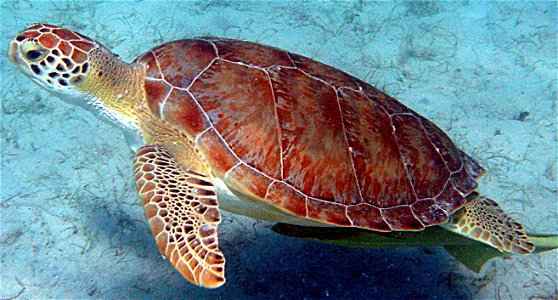Scientific name: Chelonia mydasCommon name Spanish: Peje blanco, tortuga verde
Photo: Caroline S. Rogers, USGSStatus: Threatened, Listed on July 28, 1978
For more information: ecos.fws.gov/speciesProf