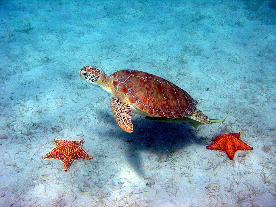 Scientific name: Chelonia mydasCommon name Spanish: Peje blanco, tortuga verde
Photo: Caroline S. Rogers, USGSStatus: Threatened, Listed on July 28, 1978
For more information: ecos.fws.gov/speciesProf