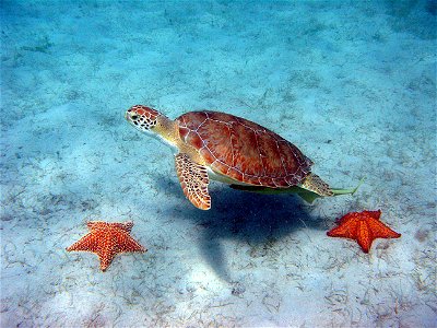 Scientific name: Chelonia mydasCommon name Spanish: Peje blanco, tortuga verde
Photo: Caroline S. Rogers, USGSStatus: Threatened, Listed on July 28, 1978
For more information: ecos.fws.gov/speciesProf
