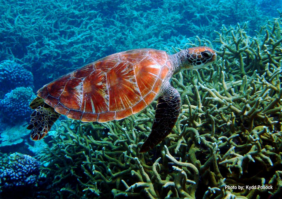 Green turtles are commonly observed at Palmyra Atoll National Wildlife Refuge. Photo Credit- Kydd Pollock