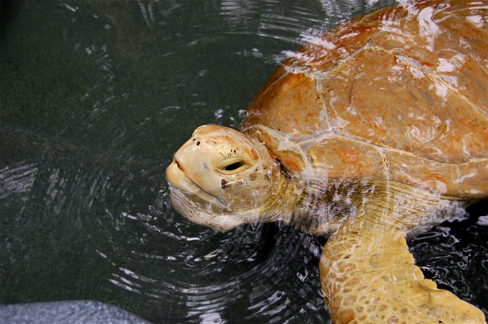 Sophia, a rehabilitated turtle at the José A Rivero, Puerto Rico Zoo.
Scientific name:  Chelonia mydas
Common name Spanish:  Peje Blanco, tortuga verde
Photo Location:  Mayaguez, Puerto Rico
Photo by 