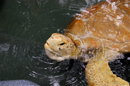 Sophia, a rehabilitated turtle at the José A Rivero, Puerto Rico Zoo.
Scientific name:  Chelonia mydas
Common name Spanish:  Peje Blanco, tortuga verde
Photo Location:  Mayaguez, Puerto Rico
Photo by 