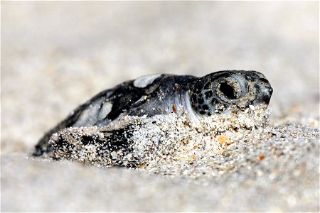 Green Sea Turtle (Chelonia mydas) Hatchling at Archie Carr National Wildlife Refuge USFWS Photographer: Keenan Adams photo