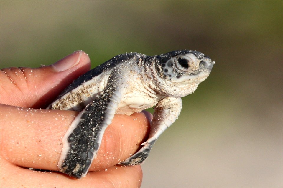 Green Sea Turtle (Chelonia mydas) Hatchling at Archie Carr National Wildlife Refuge
USFWS

Photographer: Keenan Adams