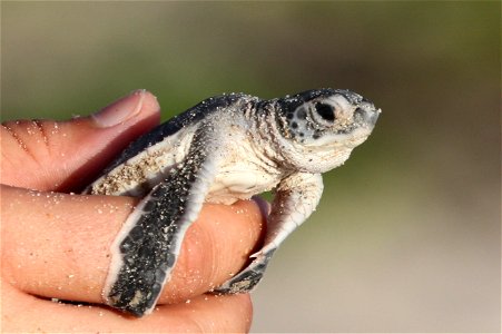 Green Sea Turtle (Chelonia mydas) Hatchling at Archie Carr National Wildlife Refuge USFWS Photographer: Keenan Adams photo