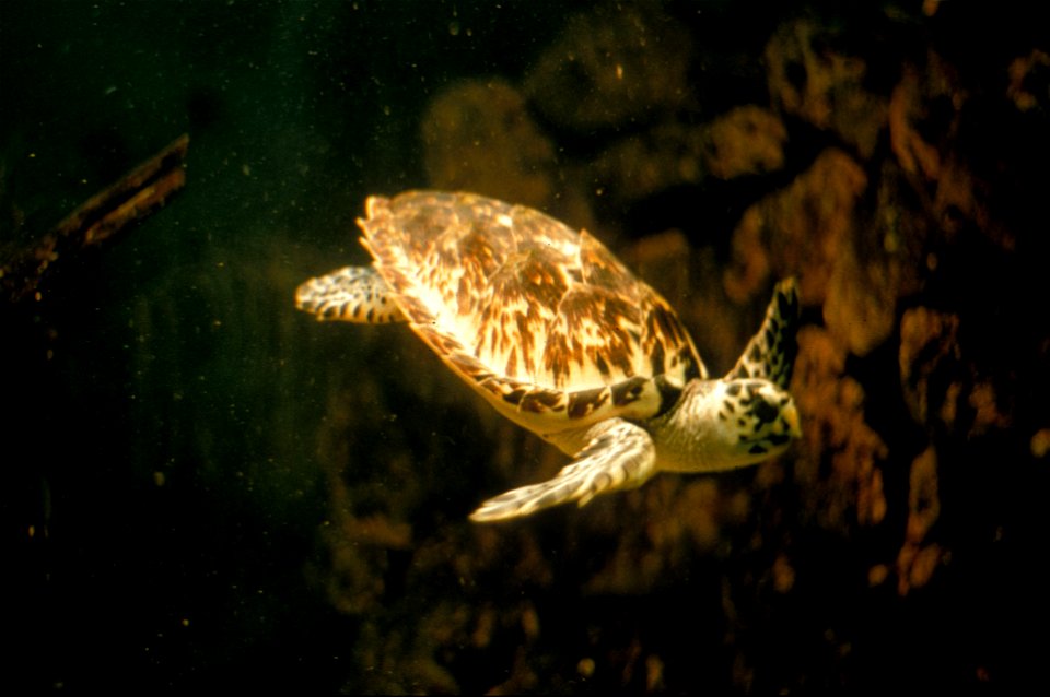 Sea Turtle, NPSPhoto (4)