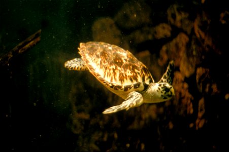 Sea Turtle, NPSPhoto (4) photo