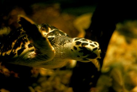 Sea Turtle, NPSPhoto (8) photo