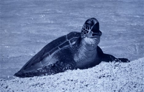 Turtle coming ashore. photo