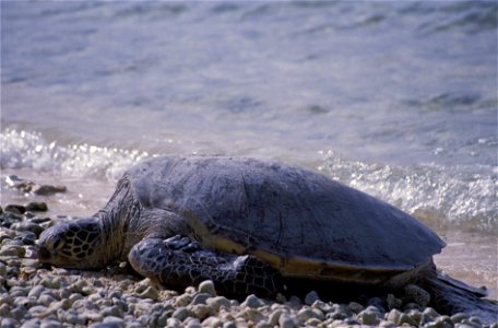 : Green Sea Turtle (Chelonia mydas) photo
