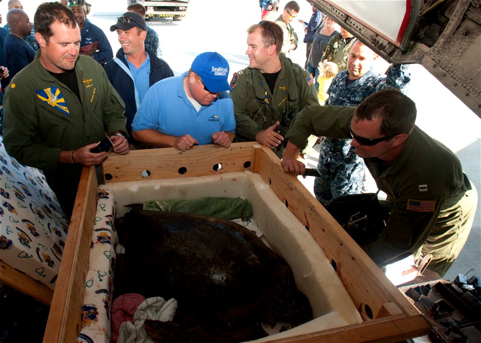 120821-N-HW704-022

SAN DIEGO (Aug. 21, 2012) Members of Fleet Logistics Support Squadron (VRC) 30 observe an injured green sea turtle with SeaWorld Rescue Program representatives at Naval Air Station