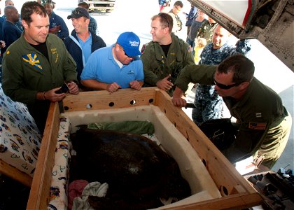 120821-N-HW704-022 SAN DIEGO (Aug. 21, 2012) Members of Fleet Logistics Support Squadron (VRC) 30 observe an injured green sea turtle with SeaWorld Rescue Program representatives at Naval Air Station photo