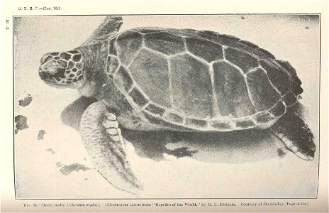 Green turtle (Chelonia mydas)
Subject: Green turtle
Tag: Reptiles
