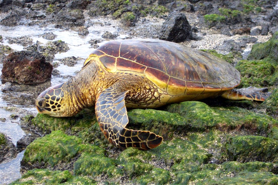 Green Sea Turtle from the big Island of Hawaii.
