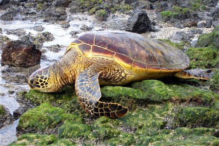Green Sea Turtle from the big Island of Hawaii. photo