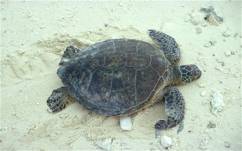 Green sea turtle crawling on sand
