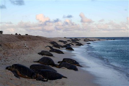 Image title: Green sea turtles climb onto the beach Image from Public domain images website, http://www.public-domain-image.com/full-image/fauna-animals-public-domain-images-pictures/reptiles-and-amph photo