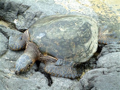 Green Turtle auf Big Island, Hawaii photo