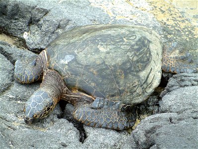 Green Turtle auf Big Island, Hawaii