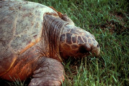 Sea Turtle, NPSPhoto (10)