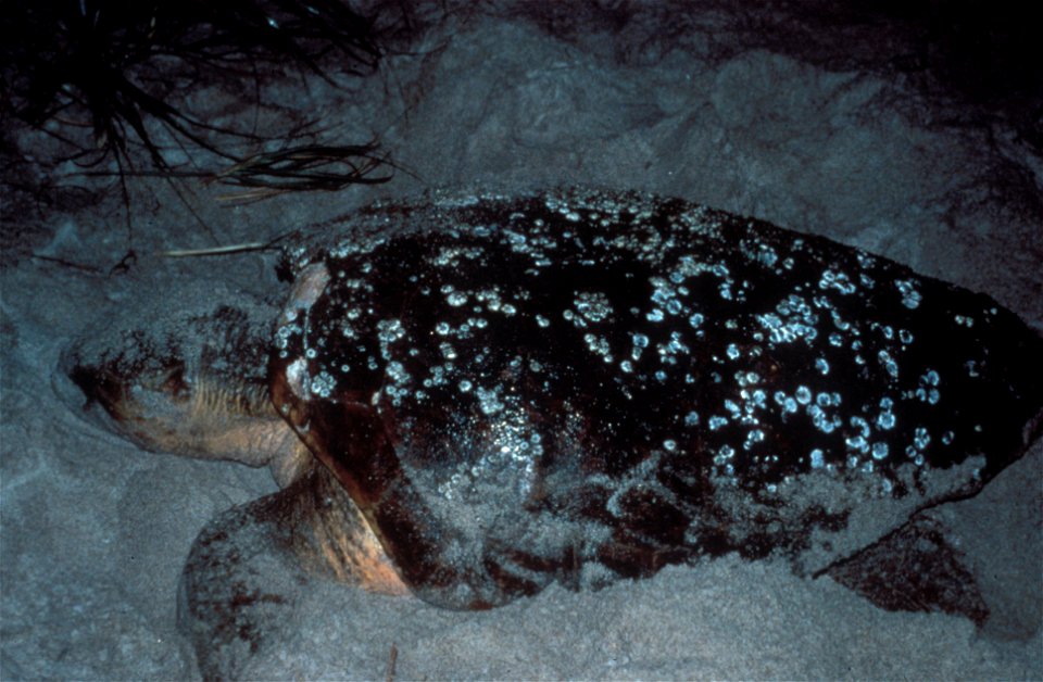 Sea Turtle, NPSPhoto (7)