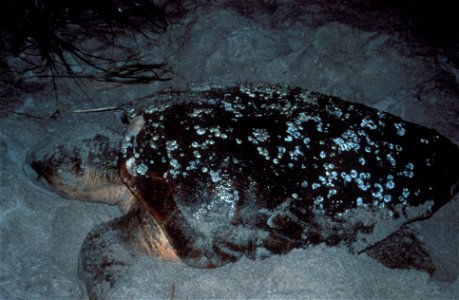 Sea Turtle, NPSPhoto (7)