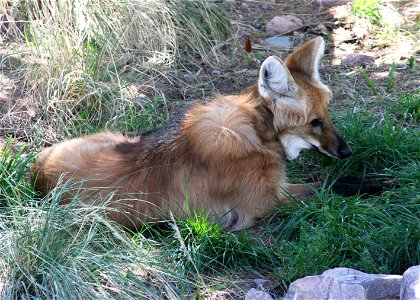 Maned wolf (Chrysocyon brachyurus). Photographed at the Phoenix Zoo, Phoenix, AZ. photo