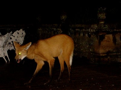 Maned Wolf